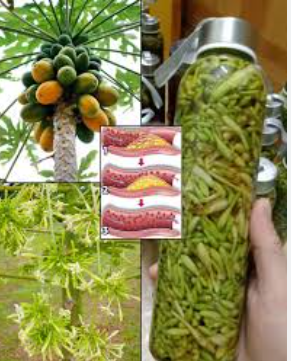 🌼 Few People Truly Understand How Powerful Male Papaya Flowers Are — Here’s What You Should Know