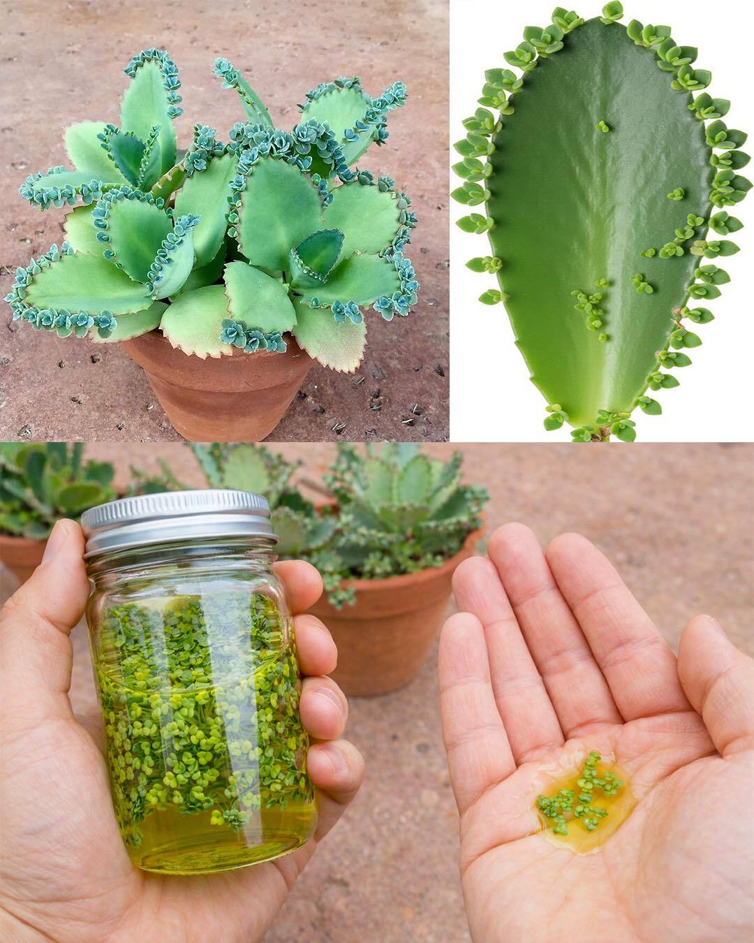 🌿 Mother of Thousands – The Succulent with Surprising “Secret” Powers 🌱 See more 👇