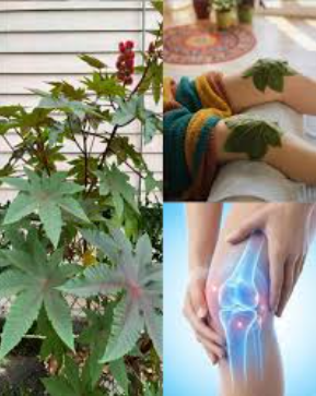 Most people underestimate the power of these leaves, they have no idea how powerful they are... 💬👀👇