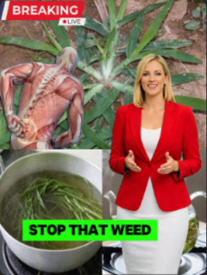 If you see this plant, you're sitting on gold and don’t even know it! Most people don't ... 